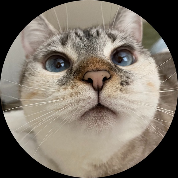 mayelacat